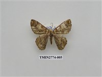 藏品(尺蛾345)的圖片